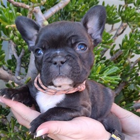 french-bulldog-5